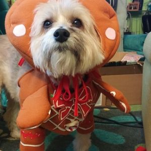 Dog Costume Gingerbreadman.             Boy or Girl